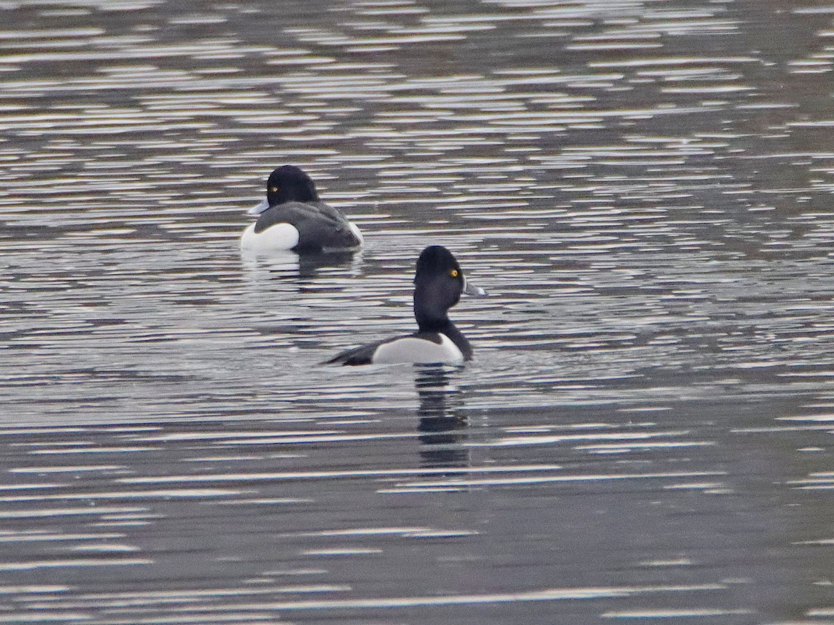 Ring-necked Duck - ML196018741