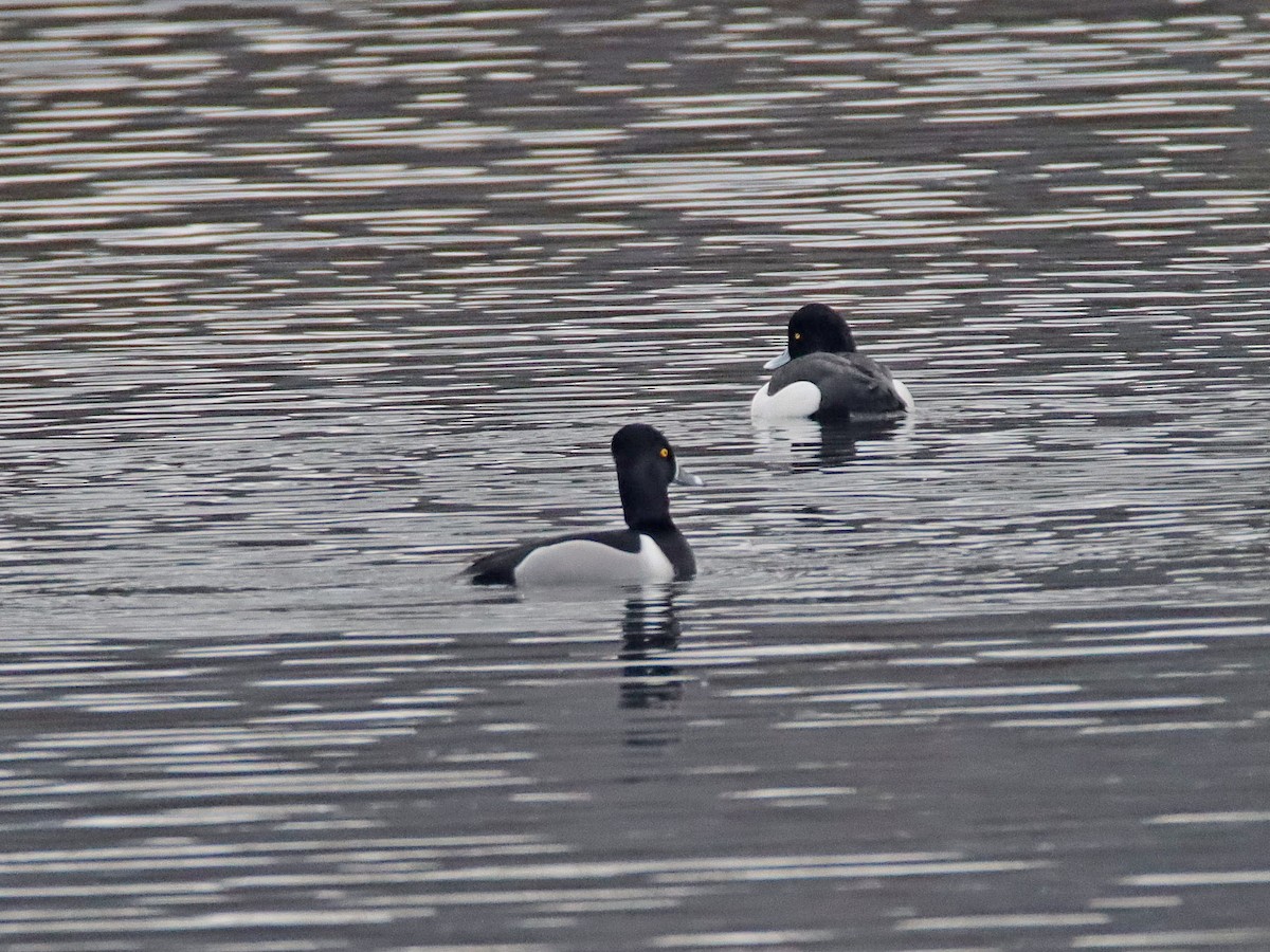 Ring-necked Duck - Dr. Jörg Kundler