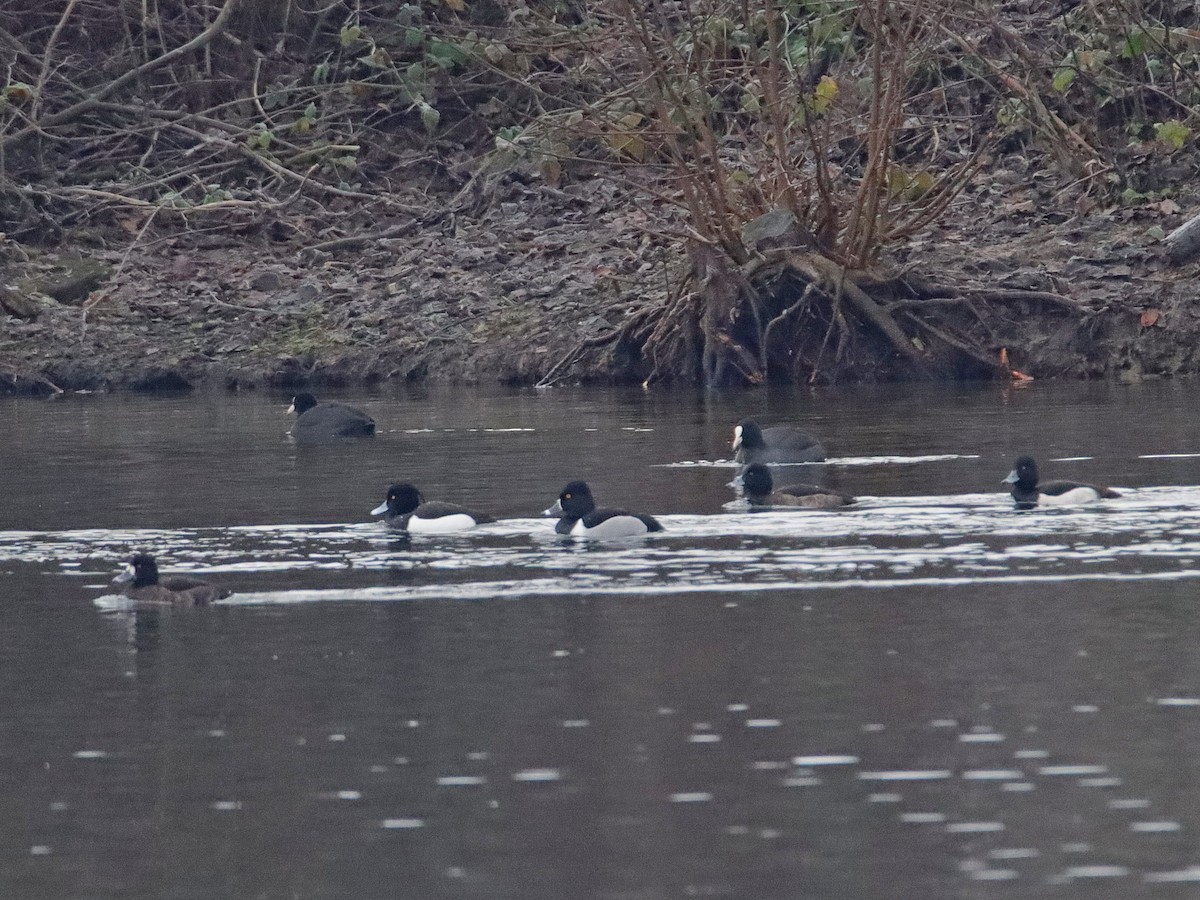 Ring-necked Duck - ML196018771