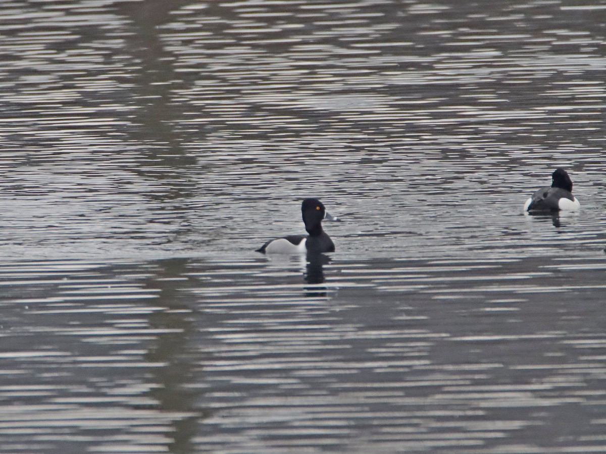 Ring-necked Duck - ML196018781