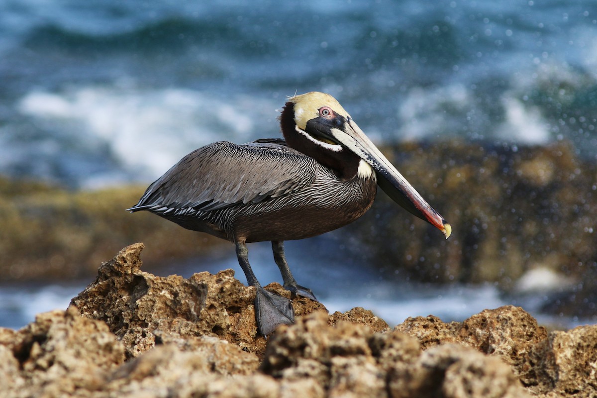 Brown Pelican - ML196018811