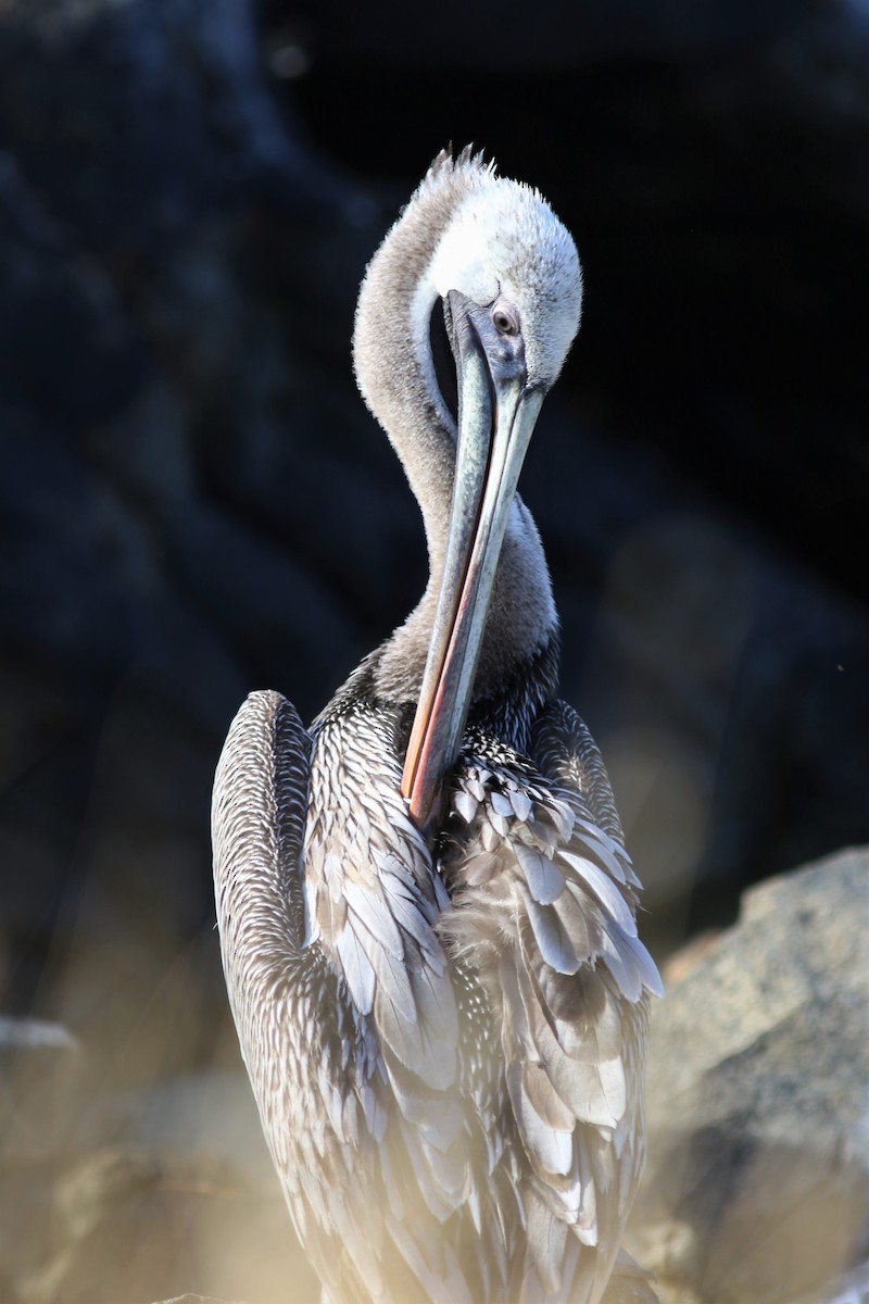 pelikán hnědý - ML196018831