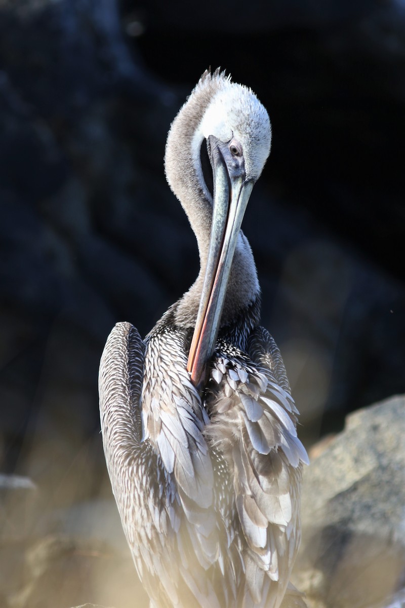 Brown Pelican - ML196018831