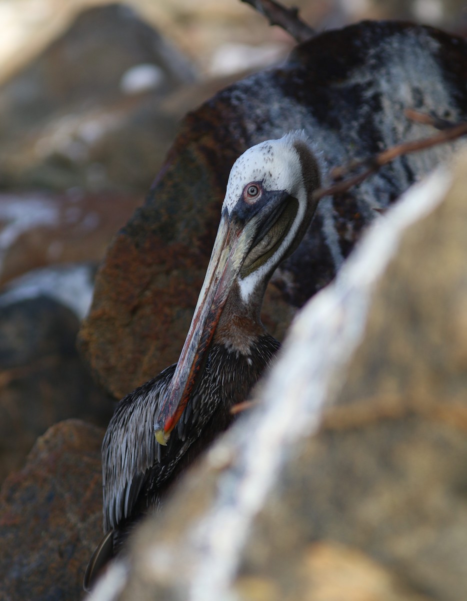 pelikán hnědý - ML196018881