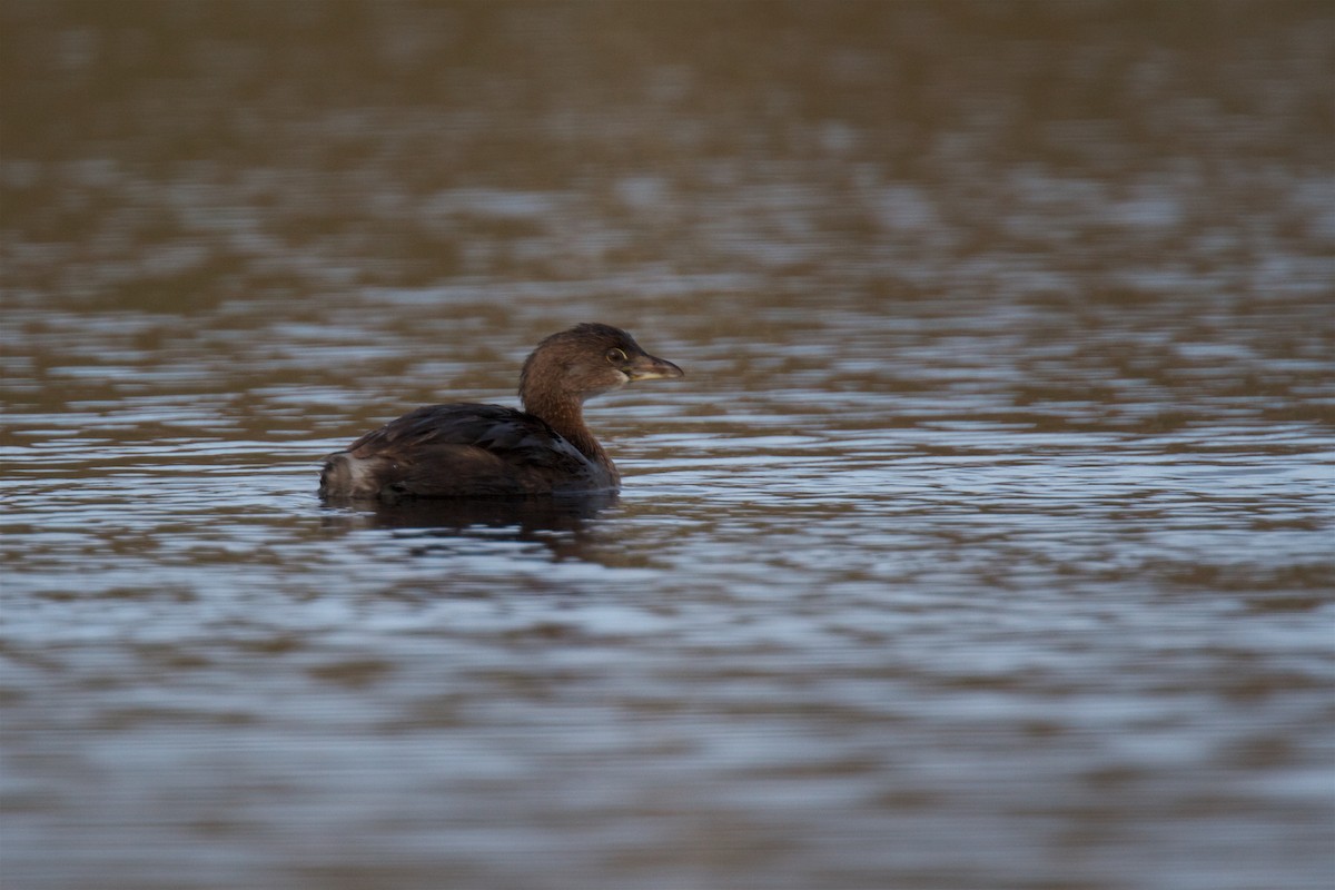 Pied-billed Grebe - ML196018961