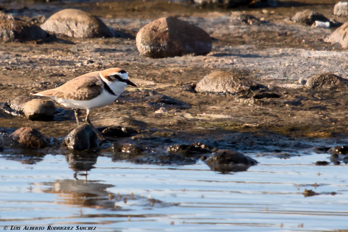 Kentish Plover - ML196021051