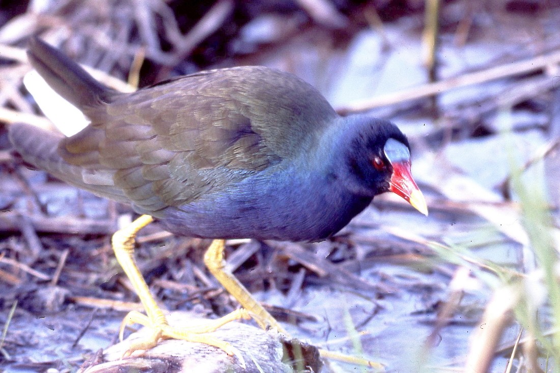 Purple Gallinule - ML196021541