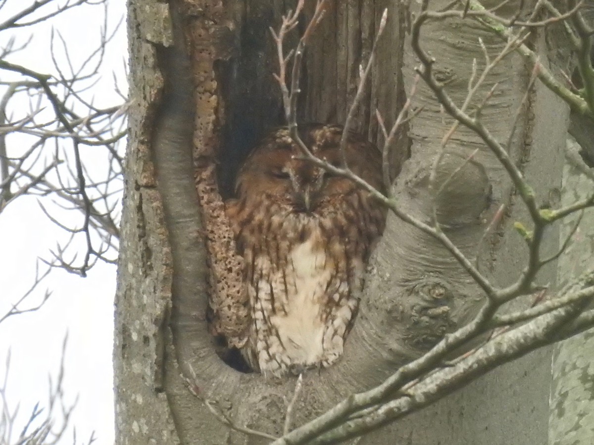 Tawny Owl - michael Beer