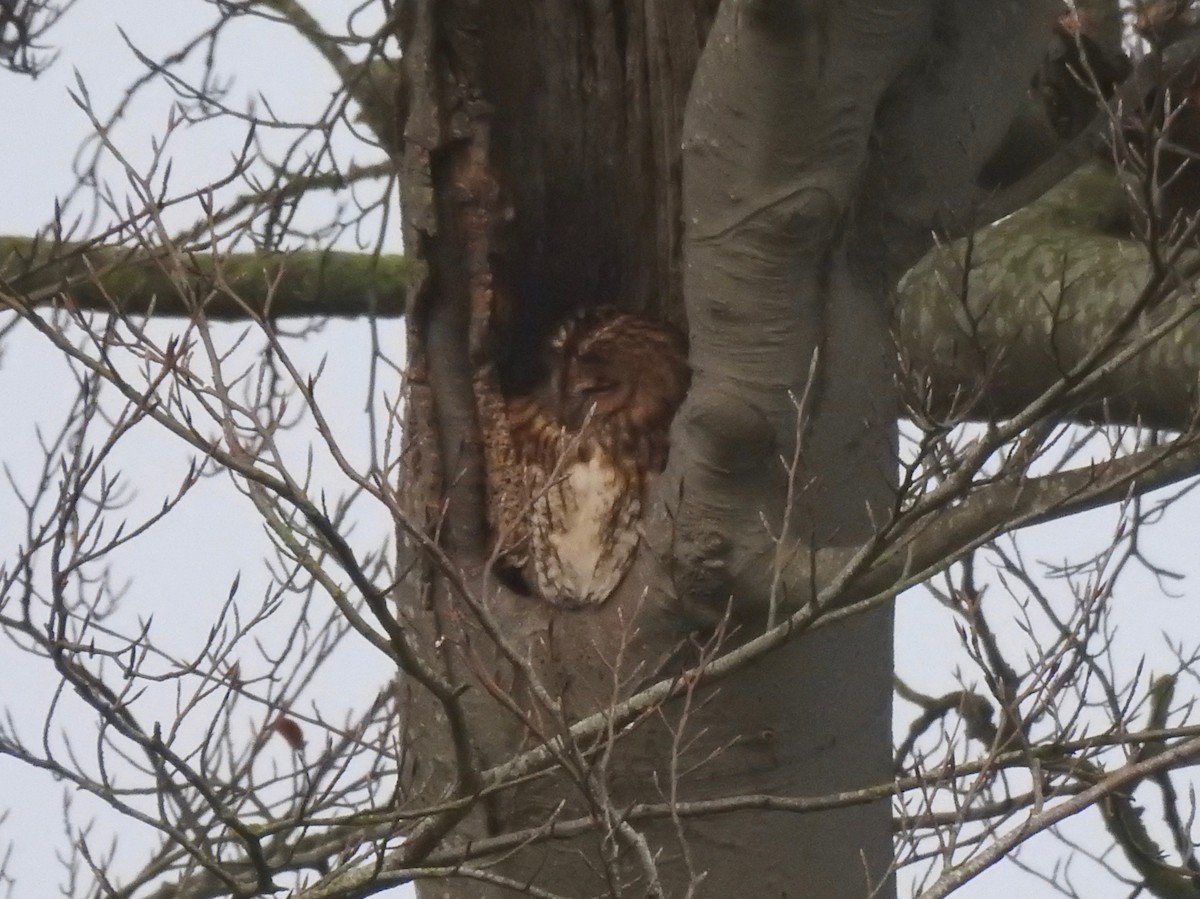 Tawny Owl - michael Beer