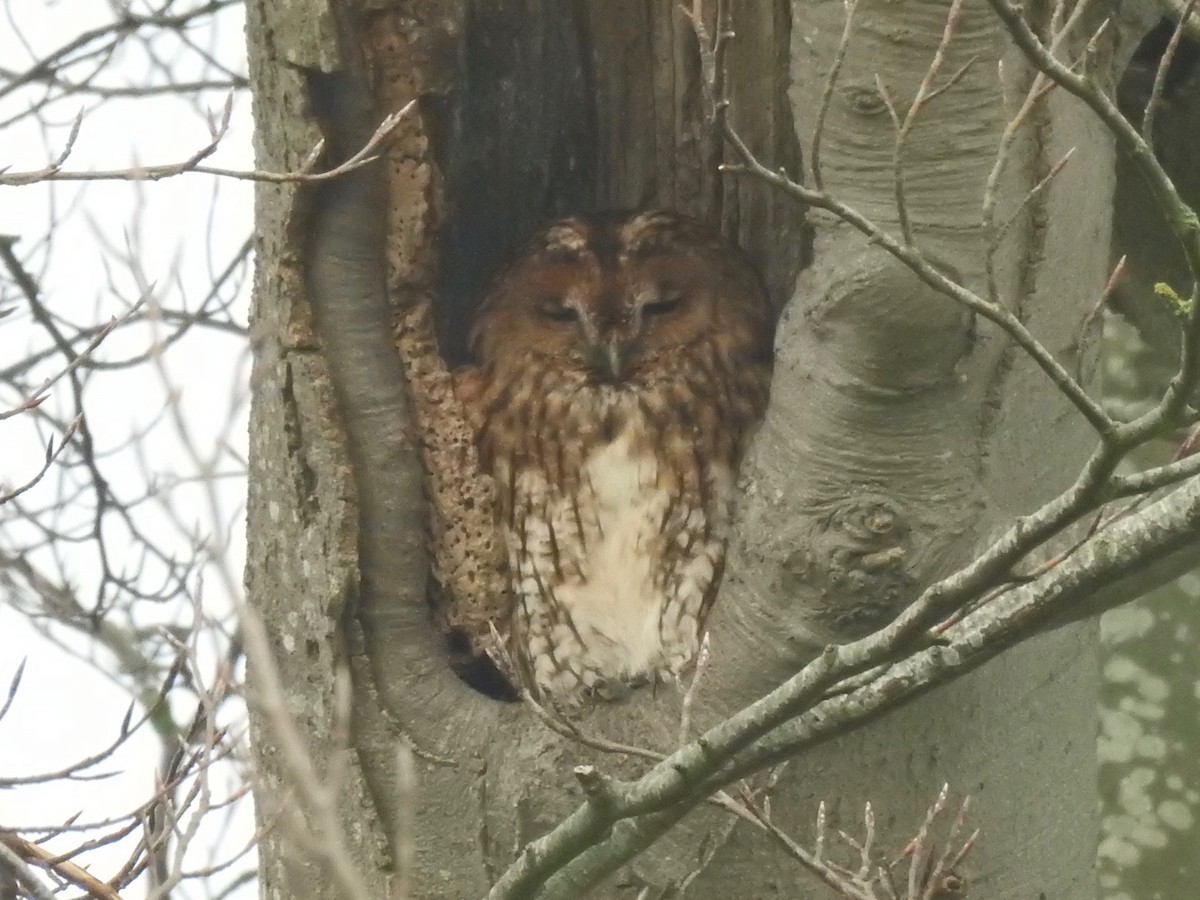 Tawny Owl - ML196021611