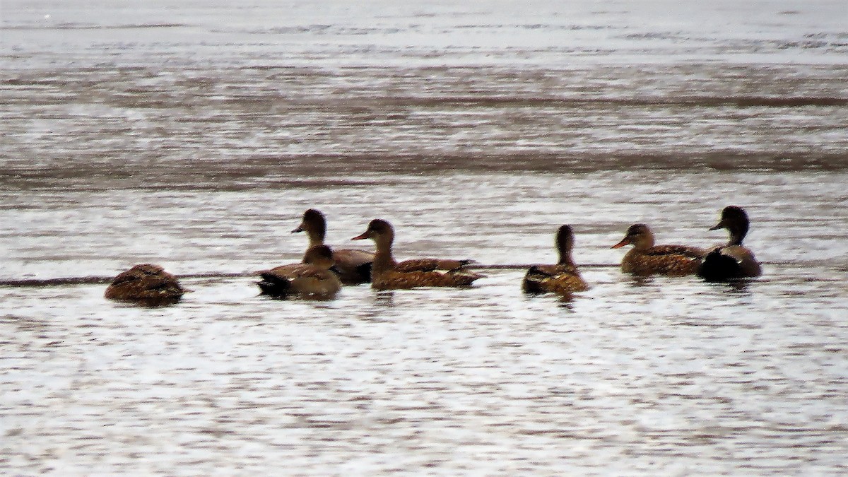 Canard chipeau (strepera) - ML196022741