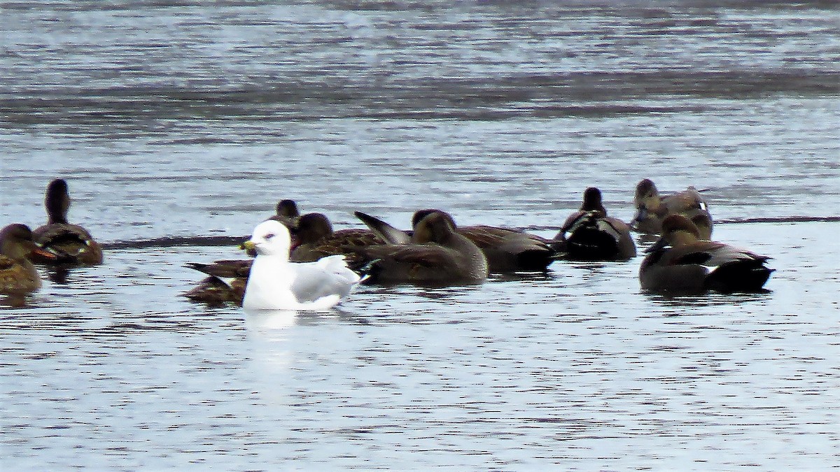 Canard chipeau (strepera) - ML196022771