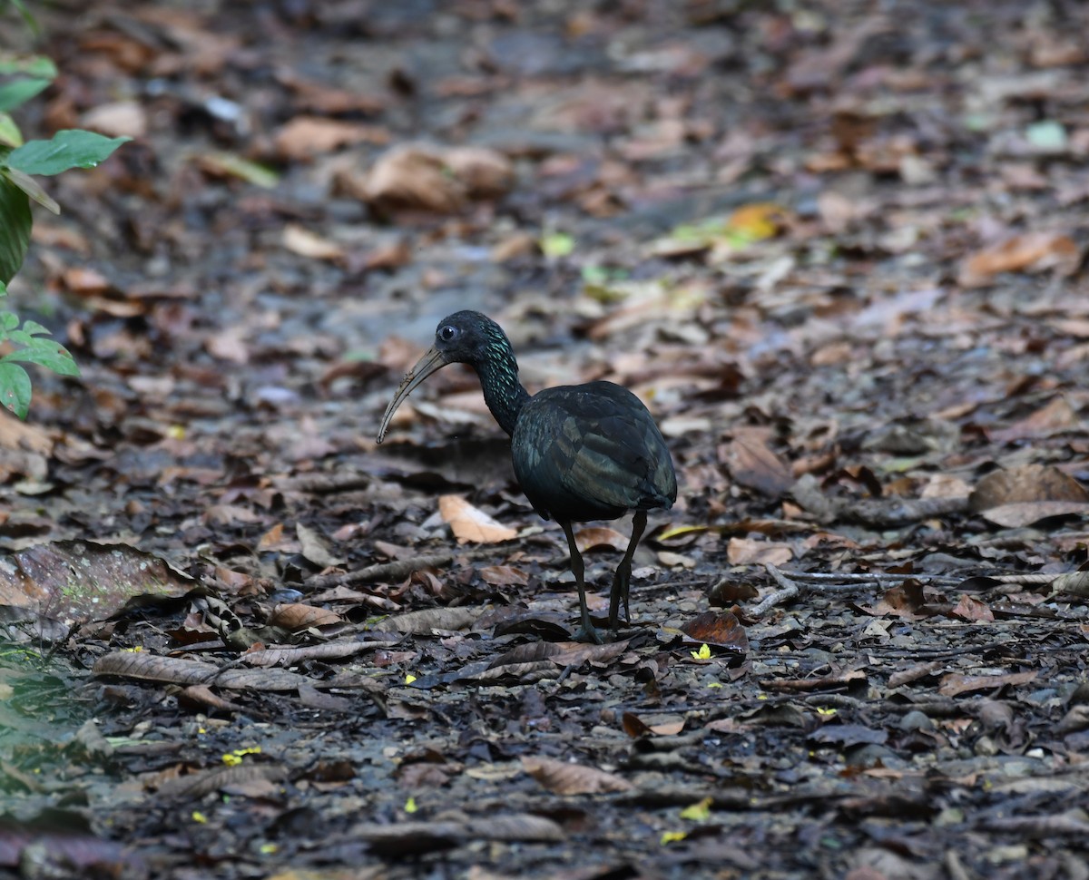 Green Ibis - ML196023371
