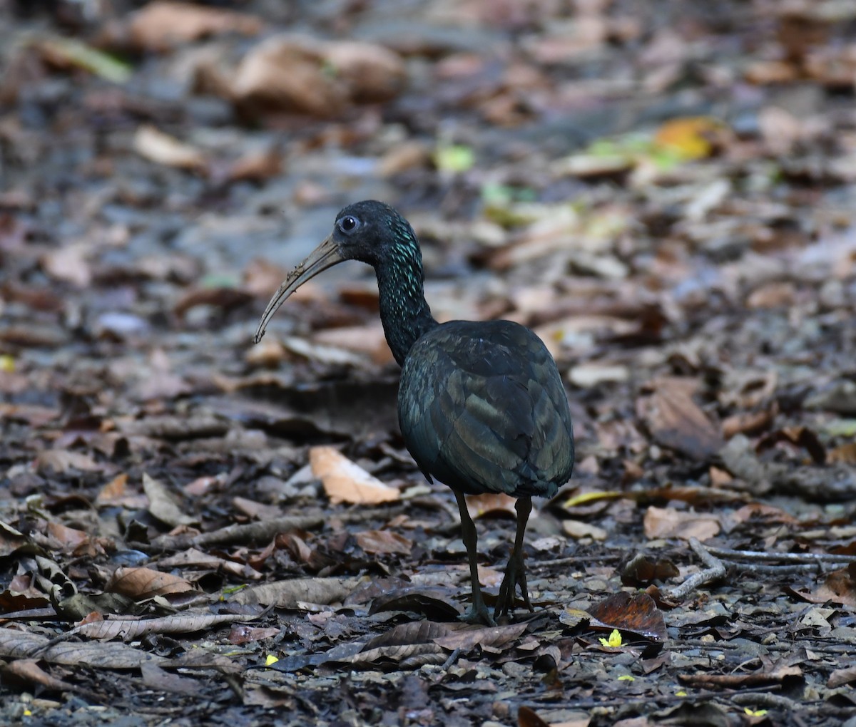Green Ibis - ML196023401