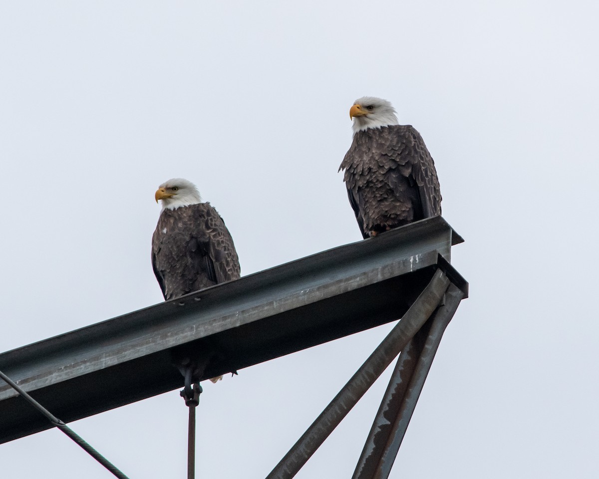 Bald Eagle - ML196023411