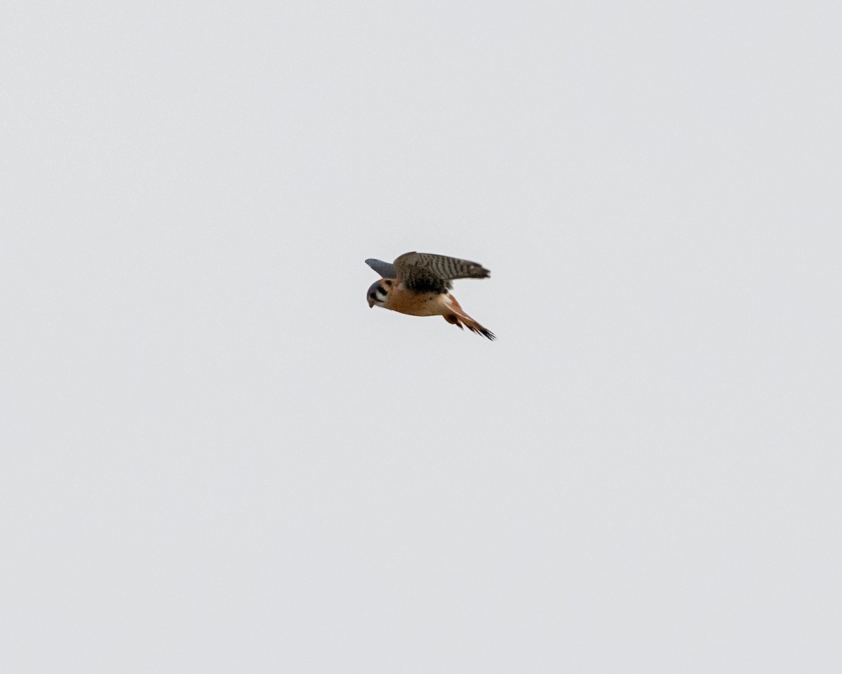 American Kestrel - ML196023431