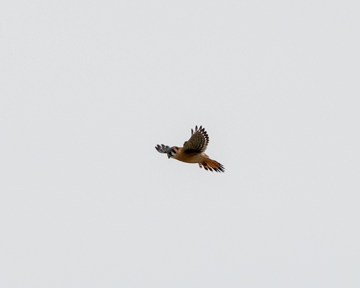 American Kestrel - ML196023441