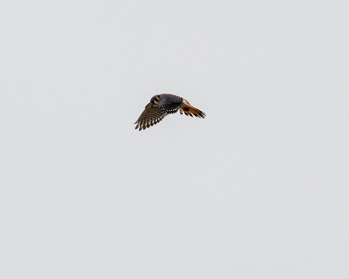 American Kestrel - ML196023451