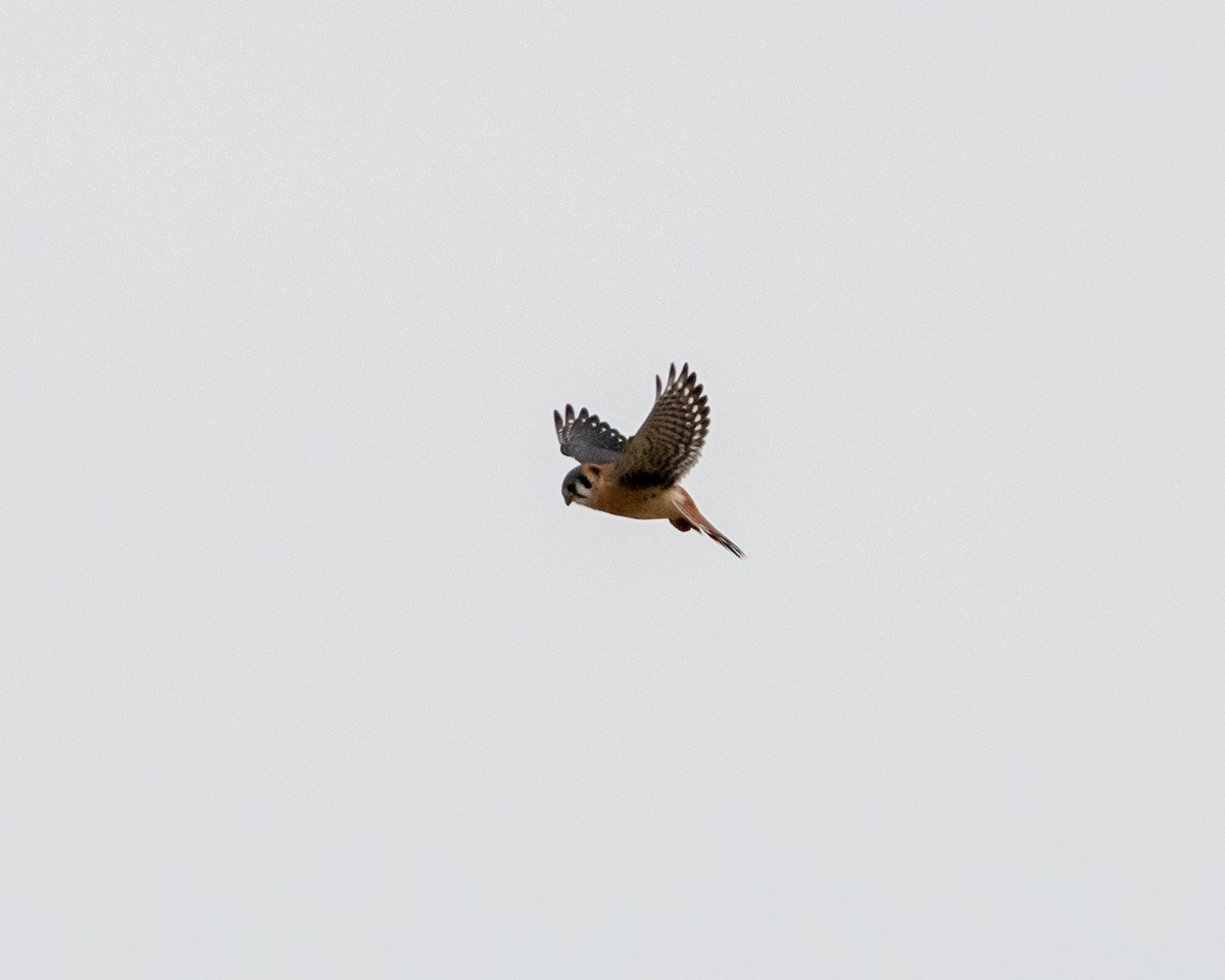 American Kestrel - ML196023461