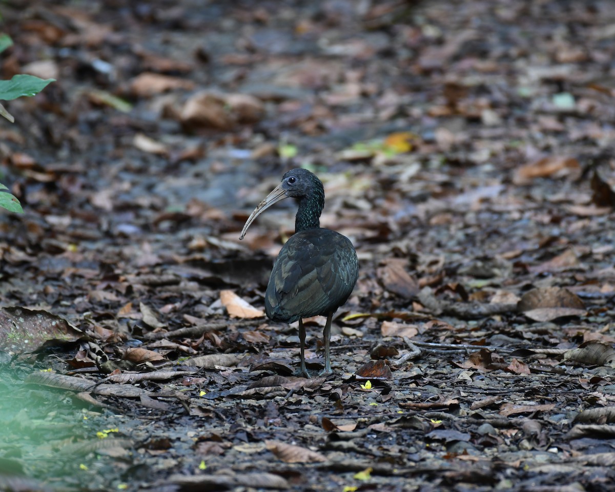Green Ibis - ML196023481