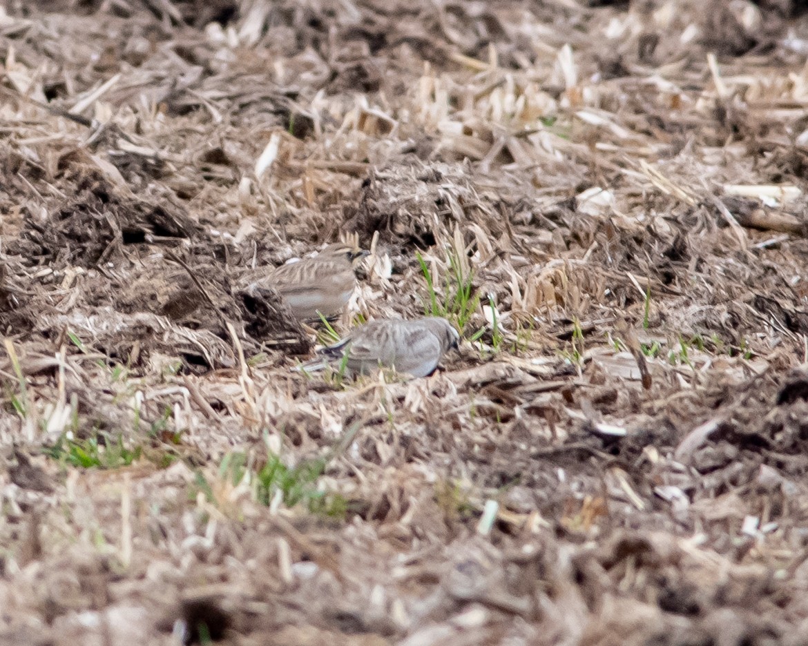 Horned Lark - ML196023501