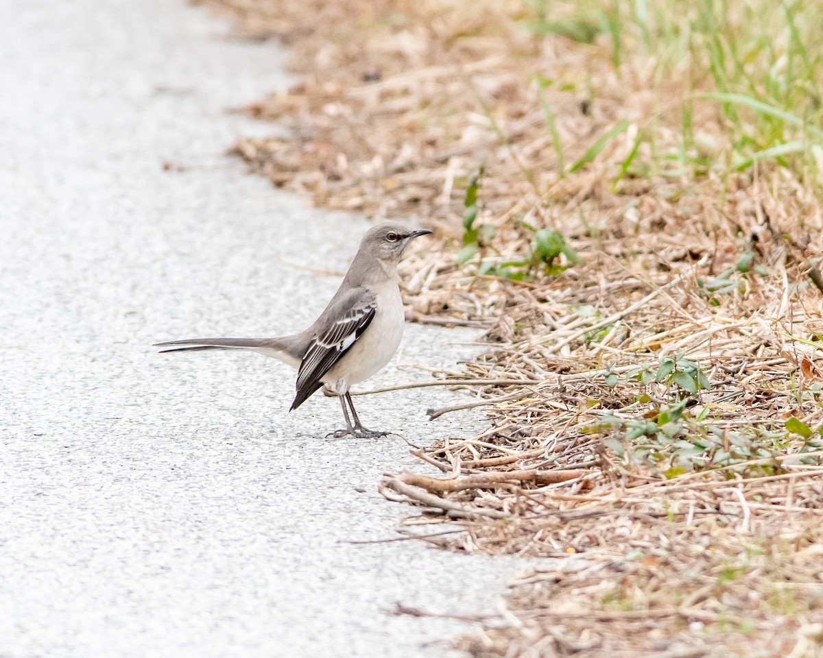 Northern Mockingbird - ML196023541