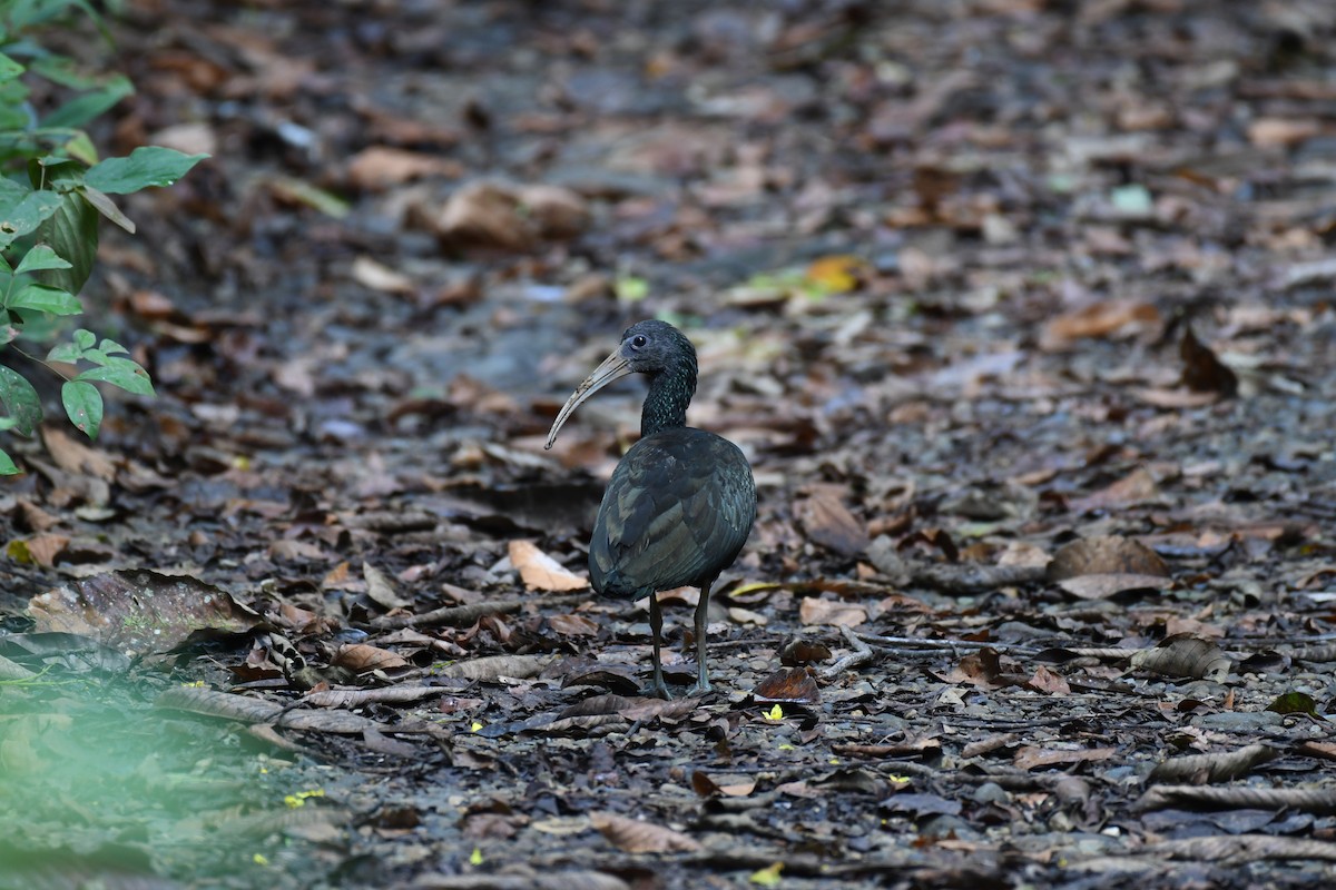 Green Ibis - ML196023681