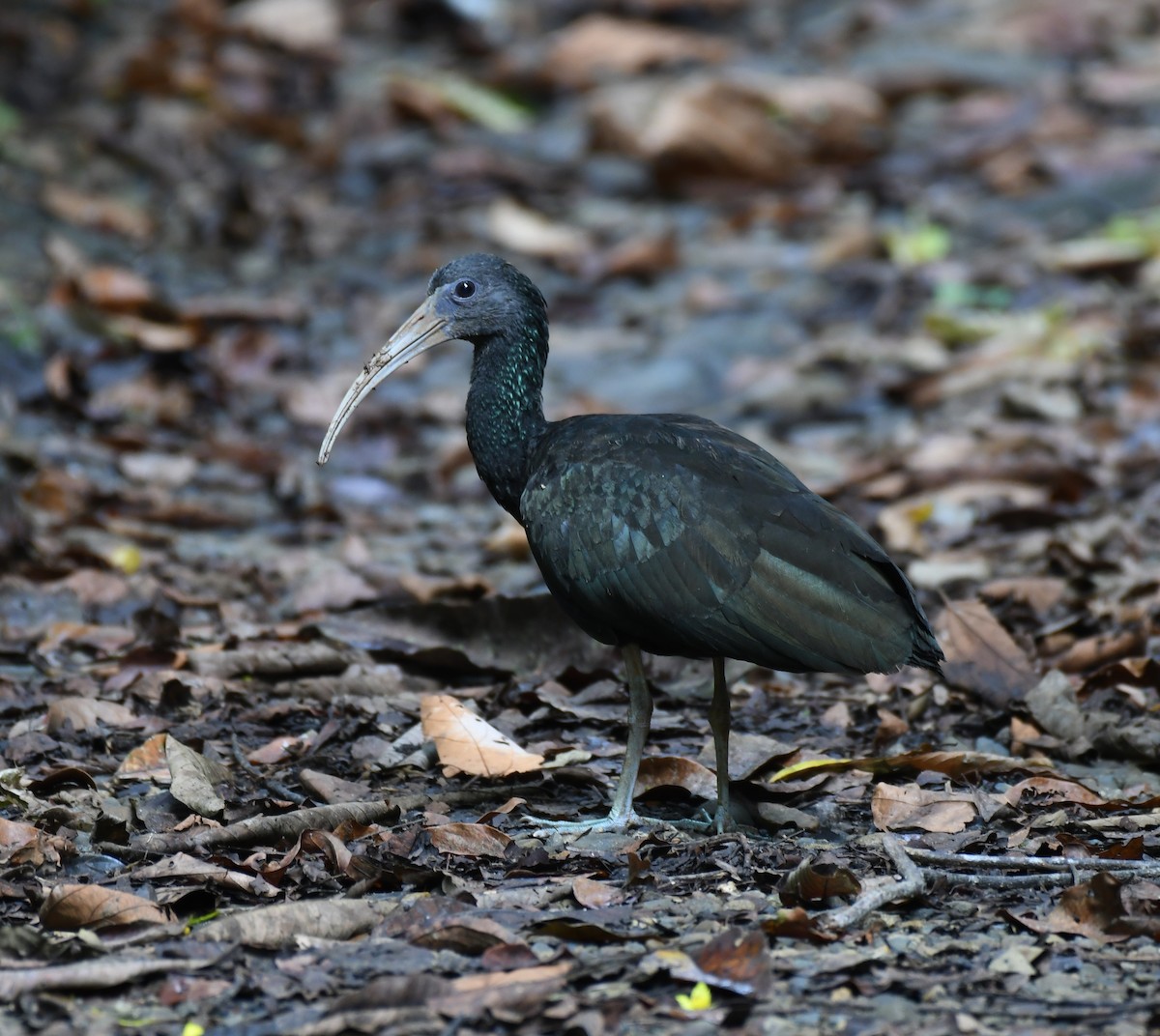 Green Ibis - ML196023901