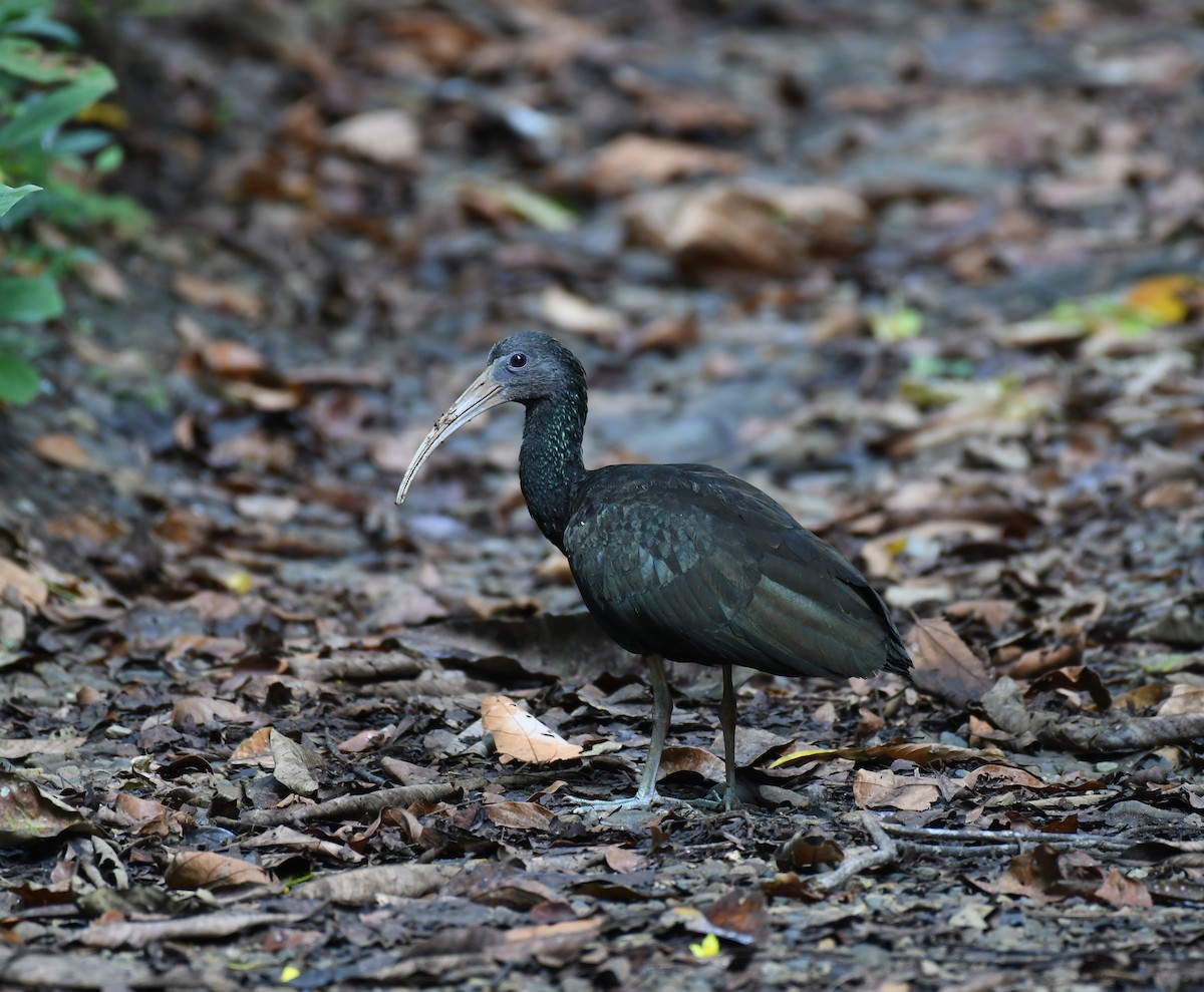 Green Ibis - ML196024001