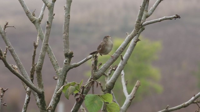 Grass Wren - ML196024741