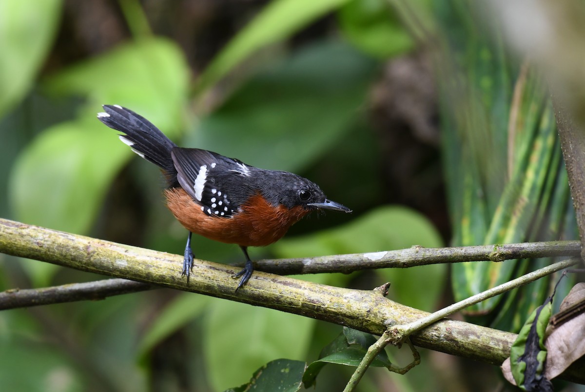 Dot-winged Antwren - Simon Kiacz