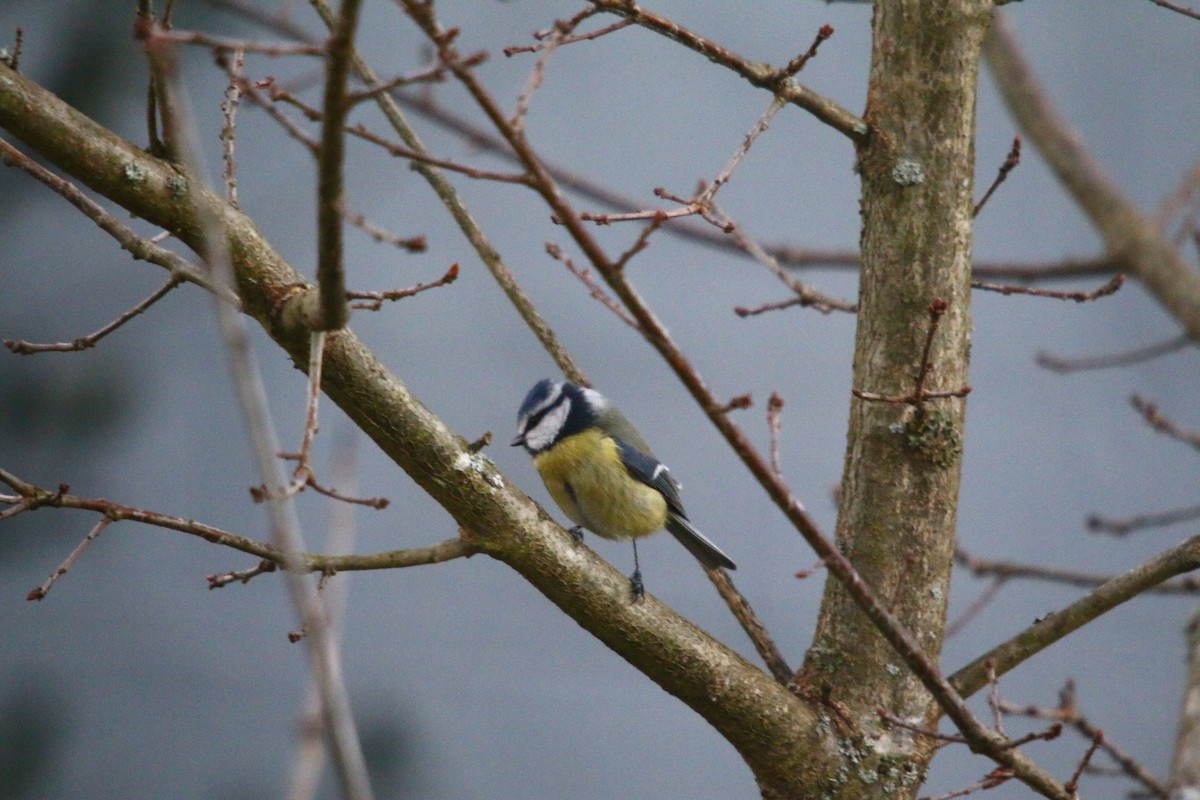 Eurasian Blue Tit - Bastiaan Notebaert