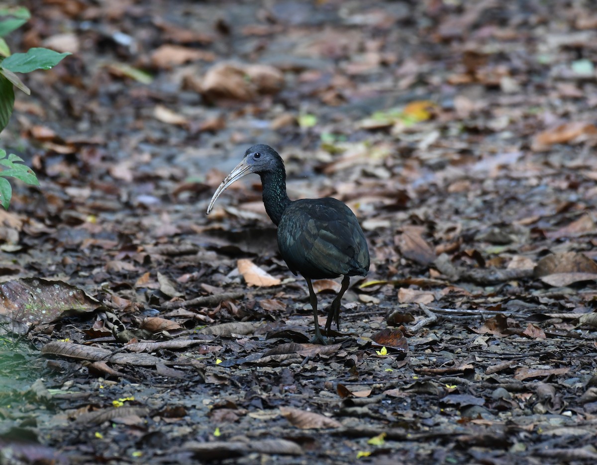 Green Ibis - ML196027501