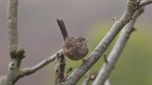 Grass Wren - ML196028031