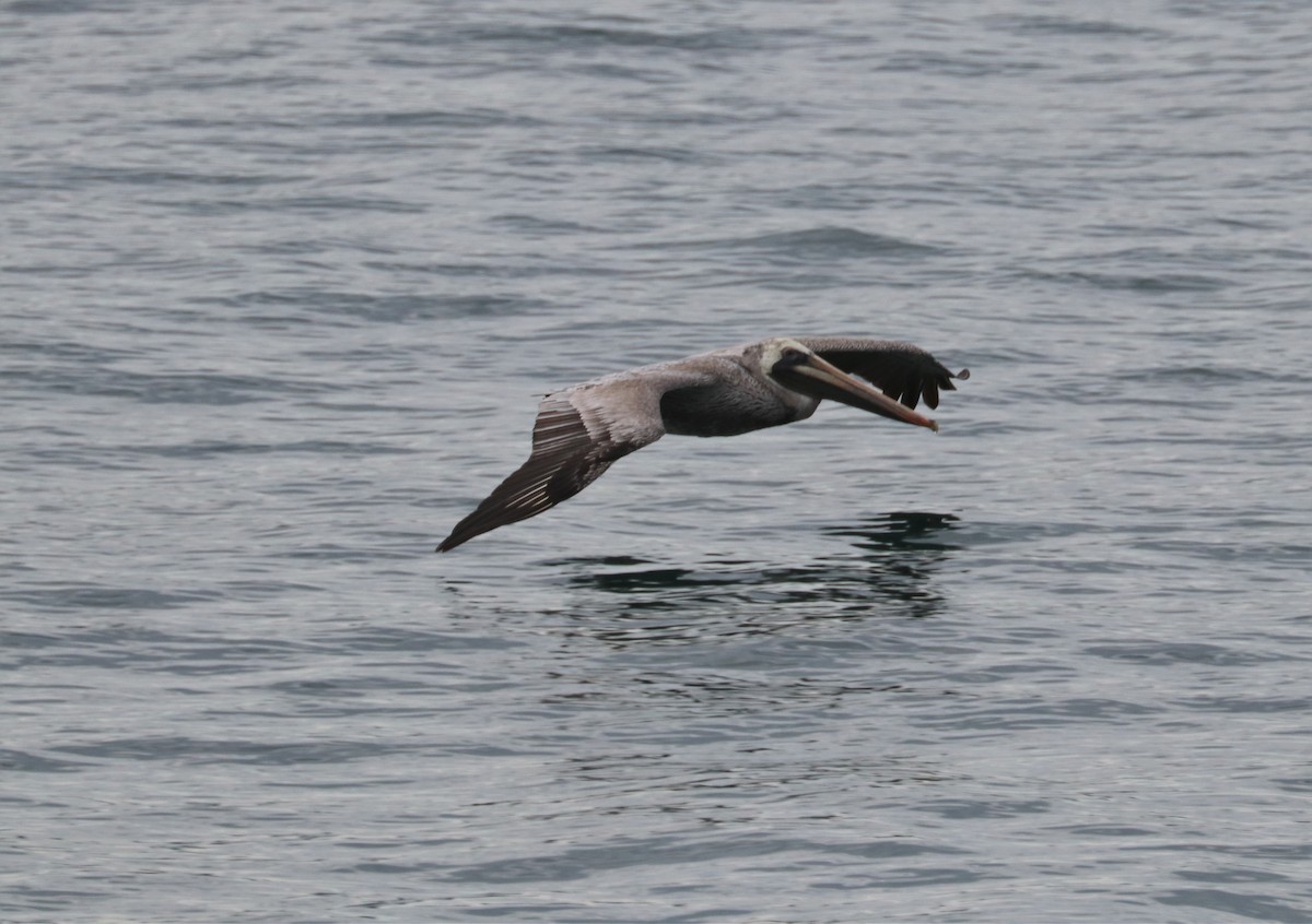 Brown Pelican - Chuck Gates