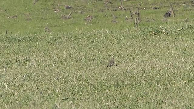 tartarpiplerke - ML196029141