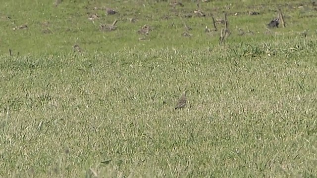 Richard's Pipit - ML196029141