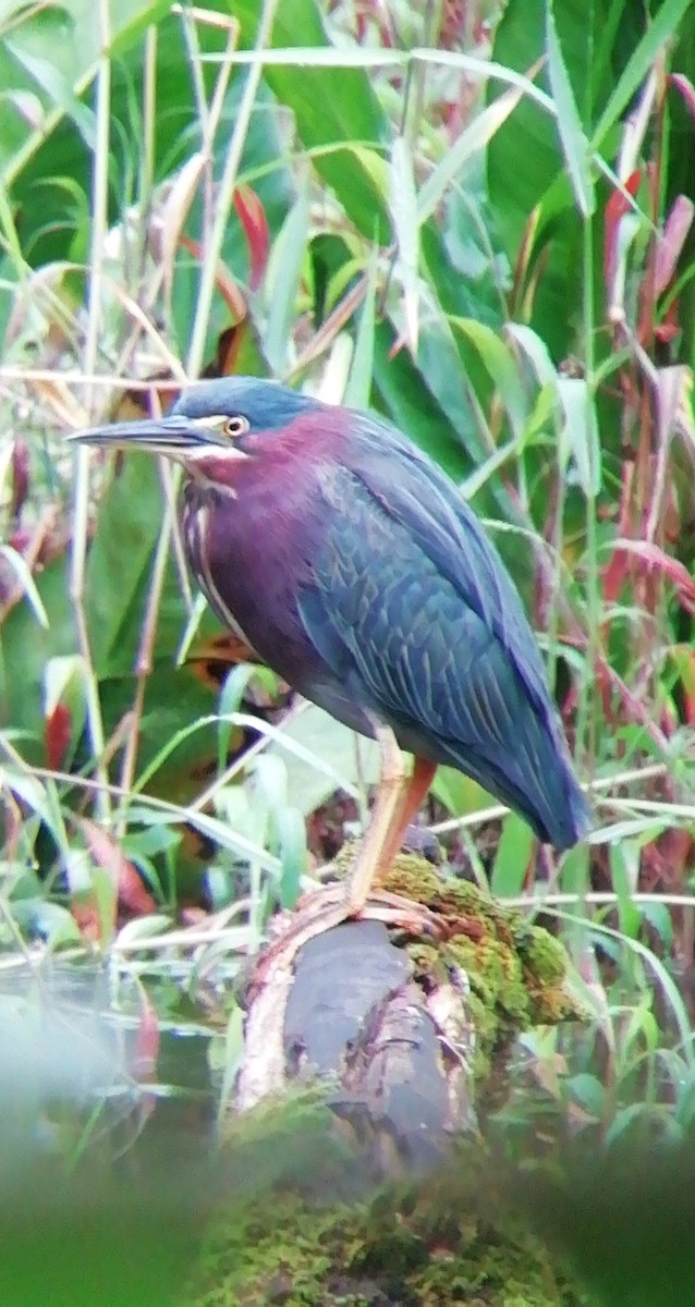 Green Heron - ML196031041