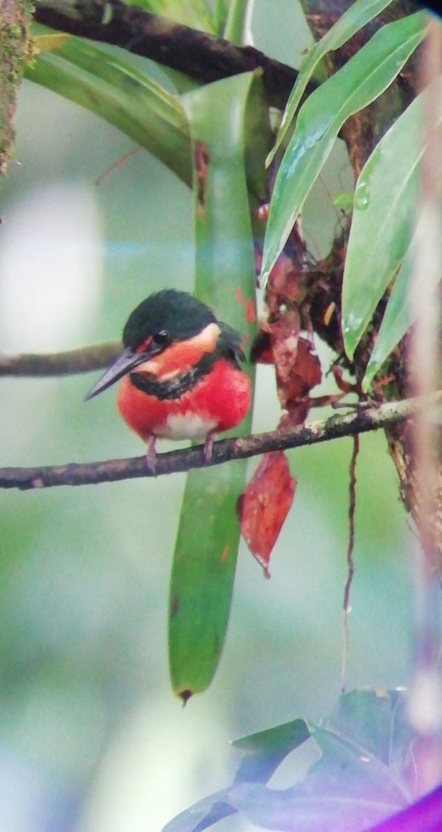 American Pygmy Kingfisher - ML196031121