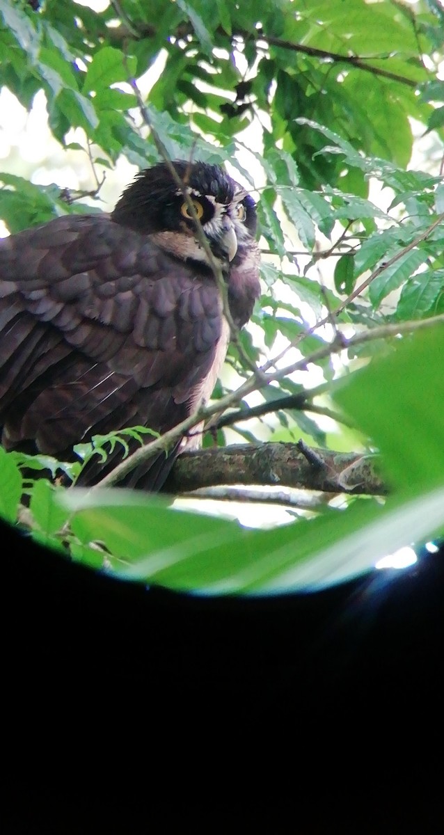 Spectacled Owl - ML196032521