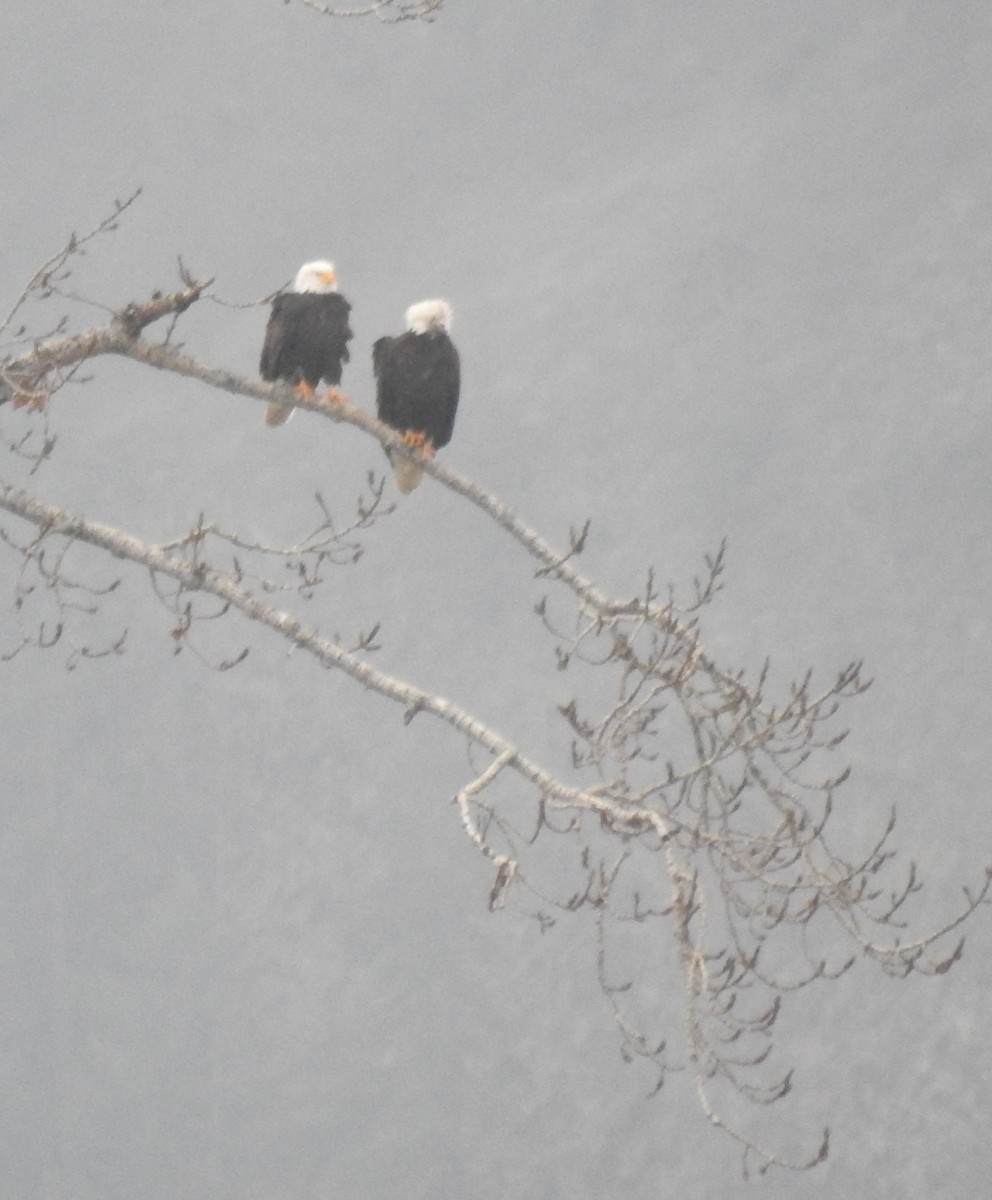 Bald Eagle - ML196033101