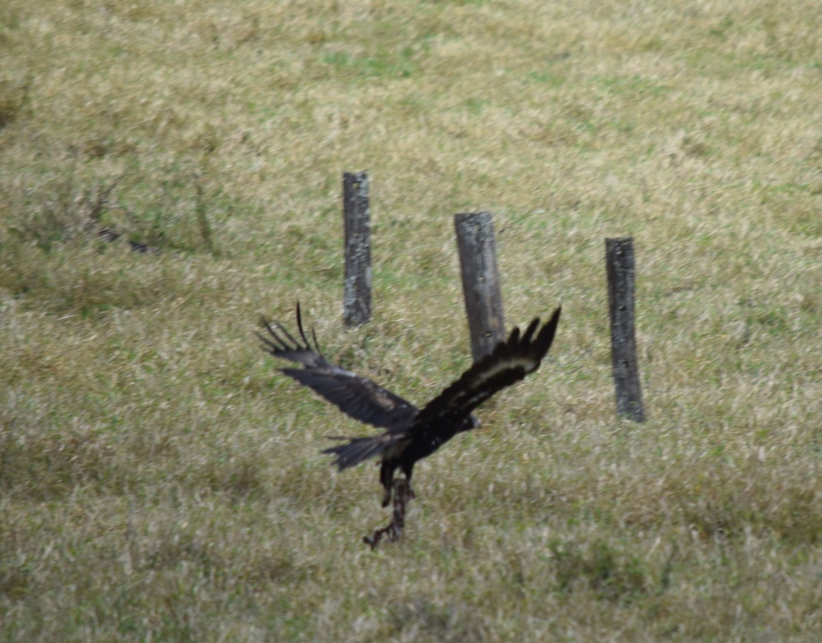 Wedge-tailed Eagle - ML196033231