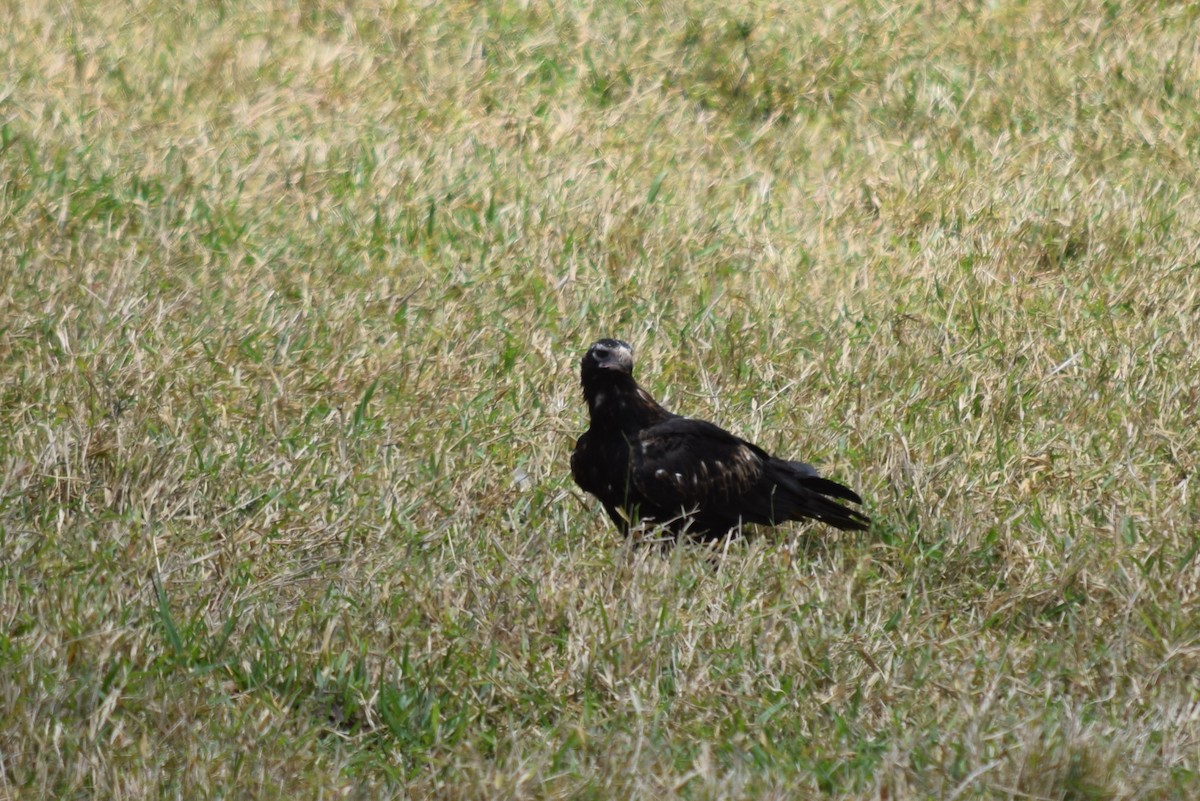 Wedge-tailed Eagle - ML196033241