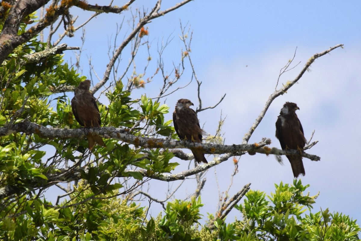 Black Kite - ML196033321