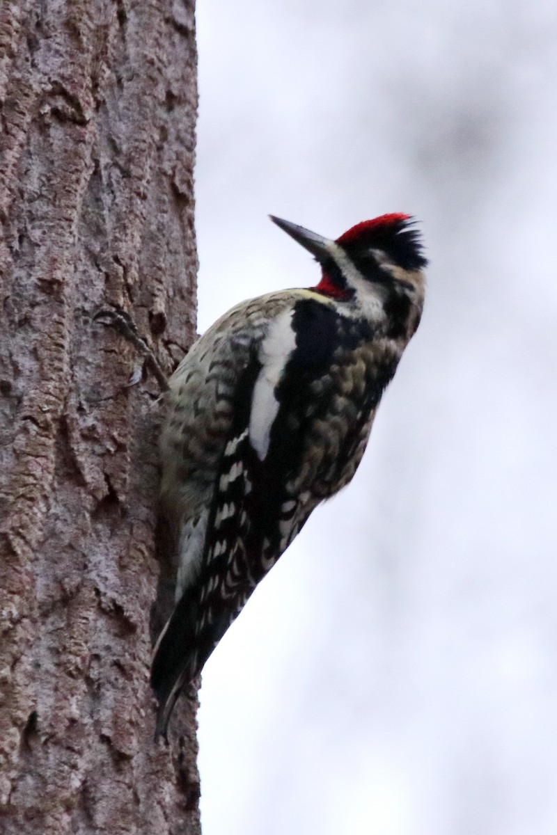 Yellow-bellied Sapsucker - ML196033371