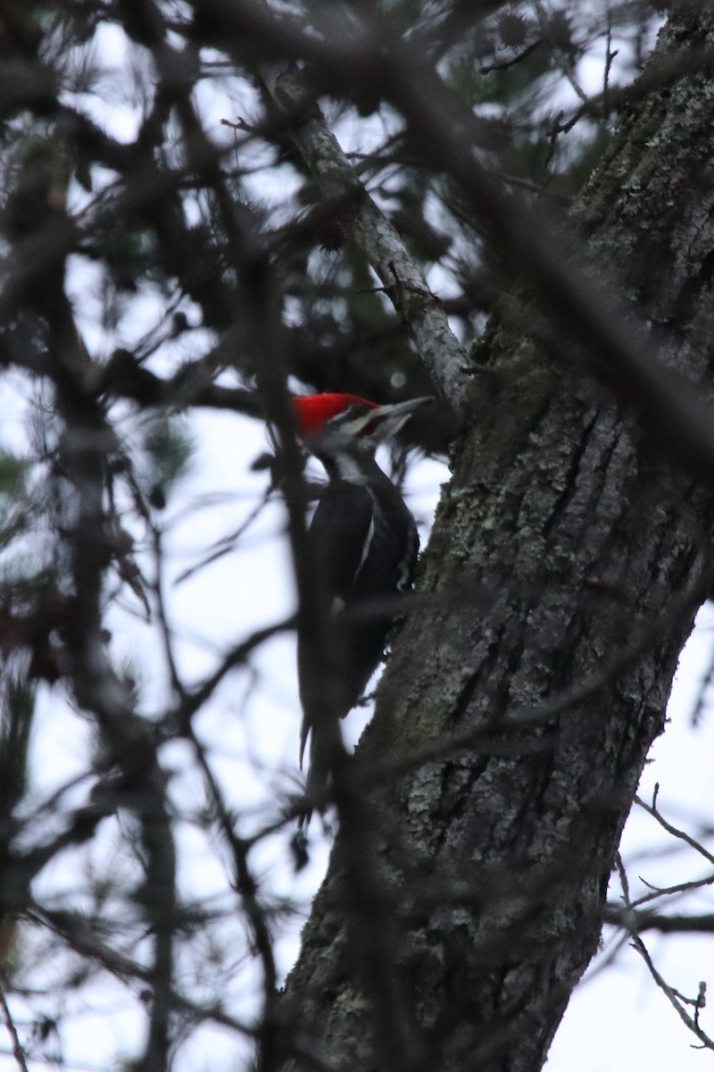 Pileated Woodpecker - ML196033391