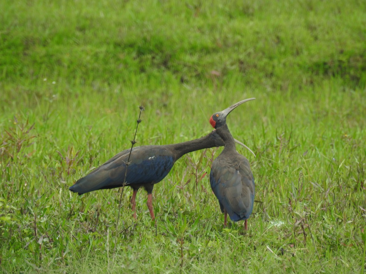 Red-naped Ibis - ML196033481