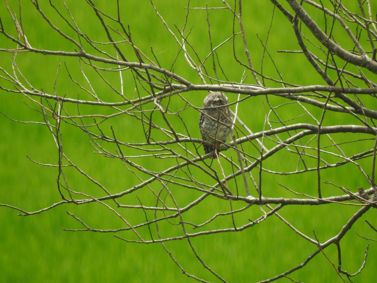 Spotted Owlet - ML196034071