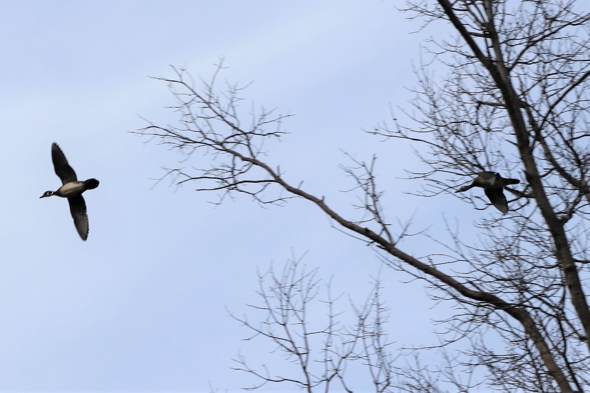 Wood Duck - ML196034561