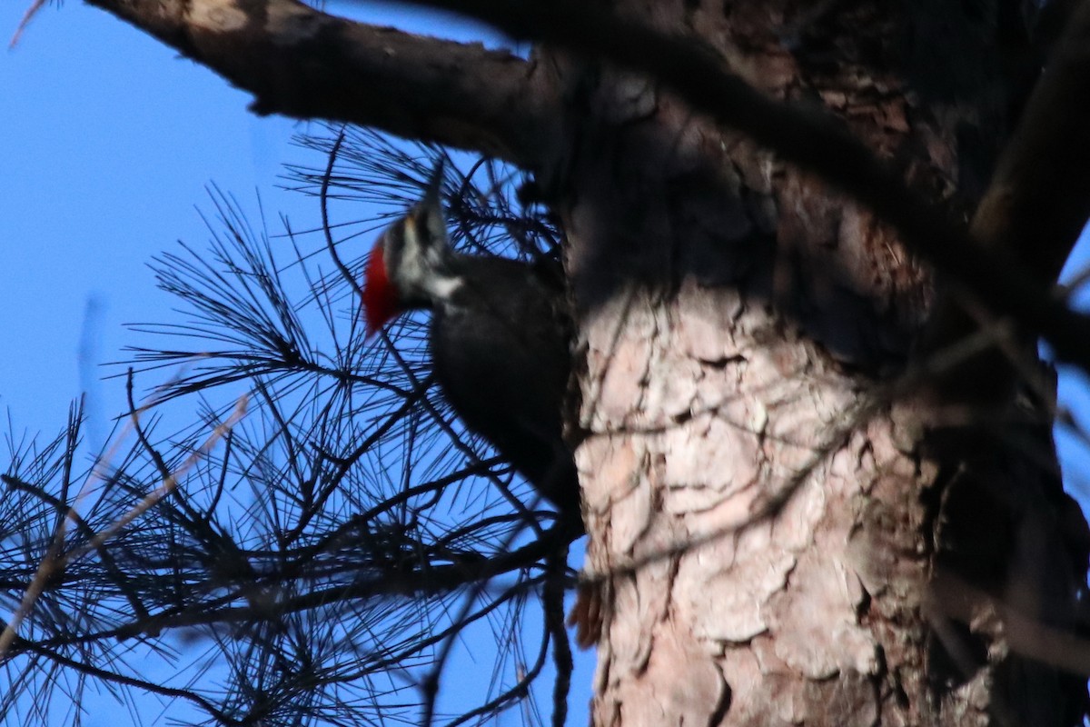 Pileated Woodpecker - ML196034961